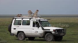 Four cheetahs on the roof of a safari vehicle