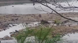 Eagle cannot carry heavy fish