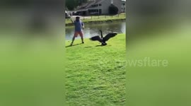 Wait for it! Hilarious moment goose attacks golfer