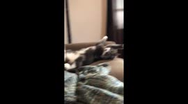 Put your paws up in the air