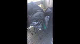 Raccoon on my apartment deck