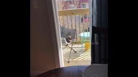 Kitty won’t come inside
