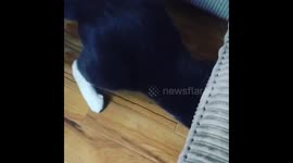 Kitty squeezing under the couch