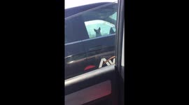 Chihuahua dog in truck