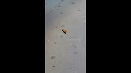butterfly trying to fly