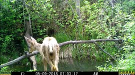 mule deer trio 9May2018