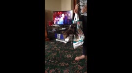 Cat in a bag