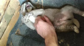 Tickle a new born puppy