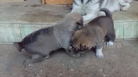 Puppies fight