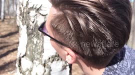 Russian pierces birch tree, sucks sap from trunk