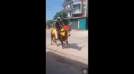 The man riding a cow on the street