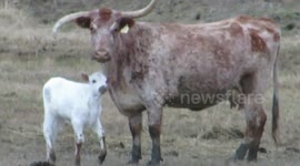 mothers day kiss