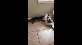 Cat fight