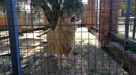 When your roar isn't good enough.