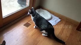 Savagely Fierce Cats