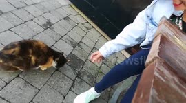 Random Sweet Strays
