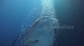 Three Whale shark at Sail Rock 12 May 2018 Underwater video