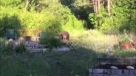 Black bear visitor on Mother's Day