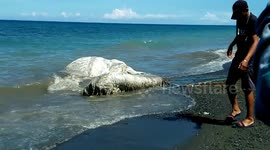 Mystery sea creature found on beach in Philippines terrifies villagers