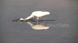 An Eastern Great Egret catching and swallowing a small fish