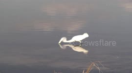 Is this Eastern Great Egret catching weed? No - it's a little fish!