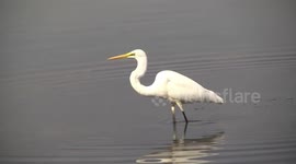 An Eastern Great Egret wading rapidly with its neck fluffed up