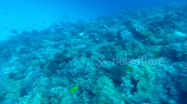 white tip shark swimming by our diving group