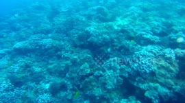 White tip shark swimming by our diving group