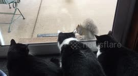Squirrel has a captive audience ... of cats
