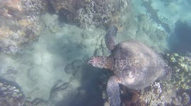 Snorkeling with sea turtle on the island of Maui