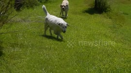 Labrador puppies stampede