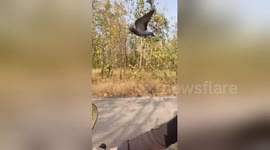 Wild pigeon 'races' teenager on motorbike