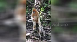 The internet still cannot get enough of these golden snub-nosed monkeys