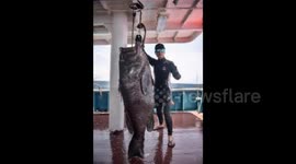 Chinese fishermen hook 1.8m giant grouper at sea