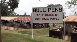 NERVOUS  BULL IS TAMED