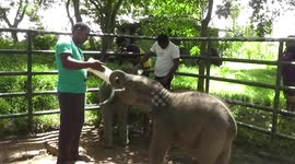 Three abandoned elephant calves find a new home in Sri Lanka