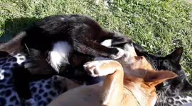 Puss and Pup