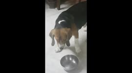 Most Intelligent Beagle Dog..
