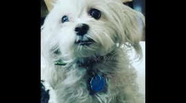 Cuteness x1000 Small puppy Ruby