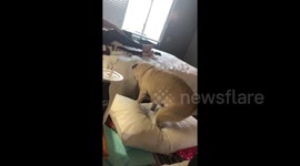 Watch Lou the pug’s spectacular jump fail