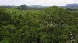 Rainforest Canopy Drone Flyover - Borneo Malaysia - 2.7K