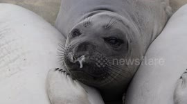 Elephant seals like to cuddle