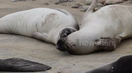 Sleeping buddies (elephant seals)