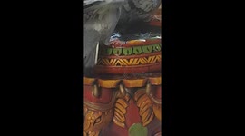 Pigeons In My Home..