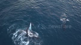 Amazing drone footage, mommy and baby humpback whales slapping together.