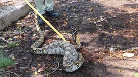 Python captured after man realizes huge bulge inside snake is his dog