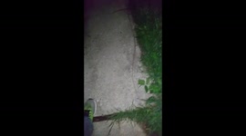 Giant Snake Size Worm on side of house