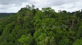 Forest Trees Canopy Drone Flyover - Borneo Malaysia - 2.7K