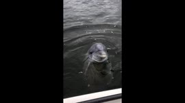 Magical dolphin encounter off South Carolina coast for boy and his grandad