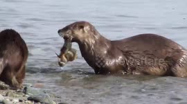 Otters are feasting on and fighting for fish and a crab.